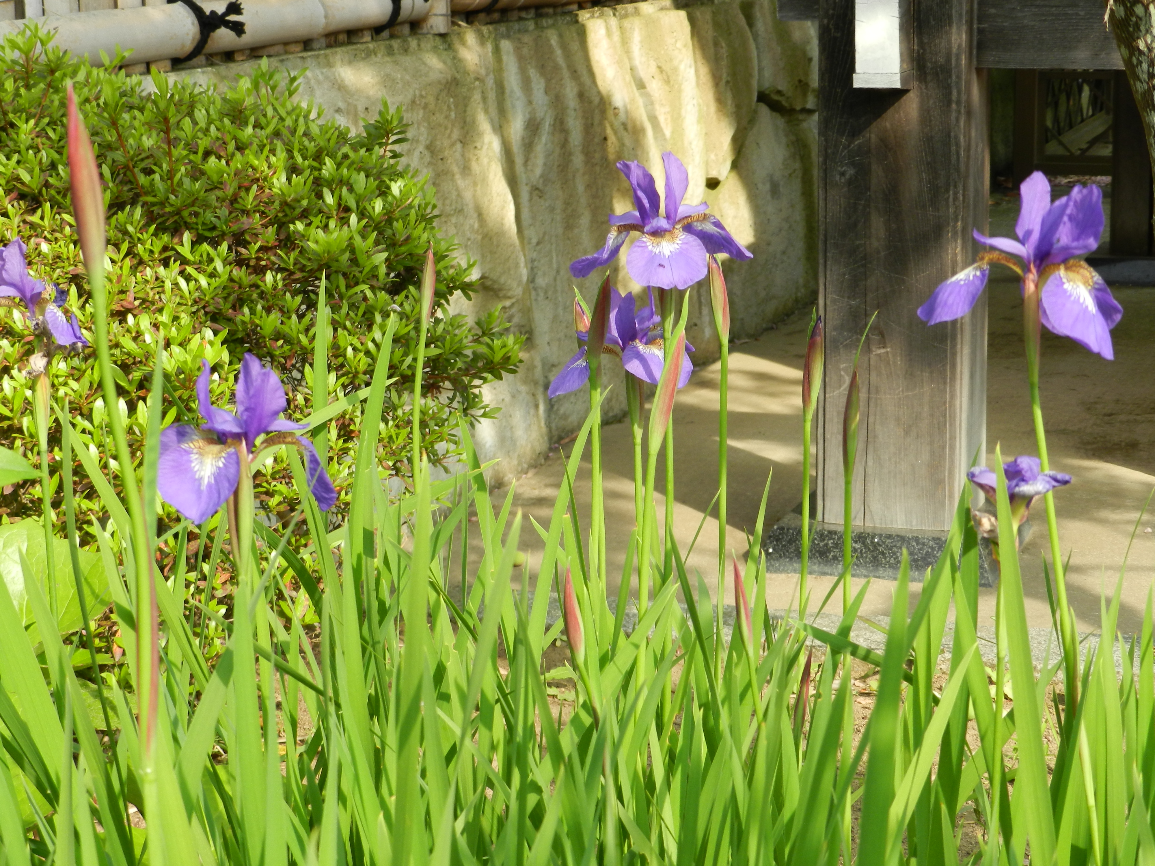 ５月寺ヨガ中止